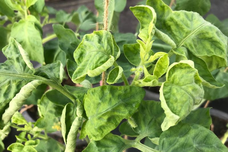 Treat summer leaf curl as a clue, not a verdict