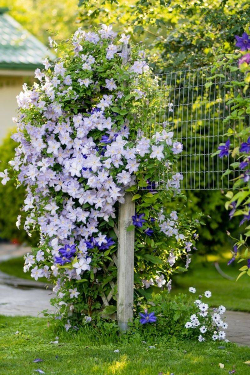 Ease Off Water and Food for Clematis