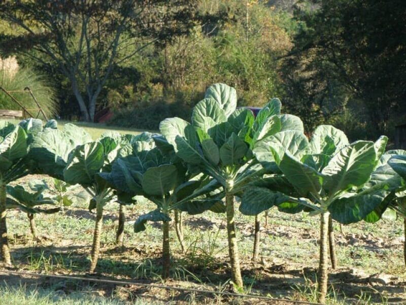 Harvest leaves individually and protect plants as cold arrives