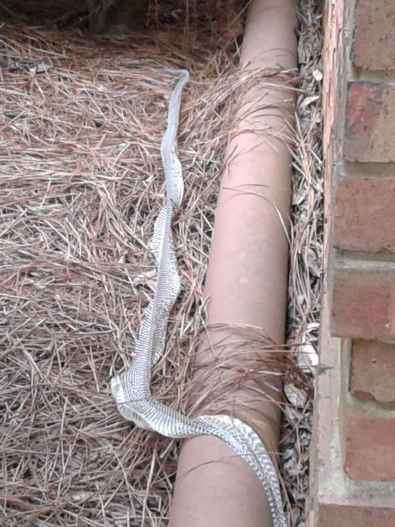 Shed Snake Skins