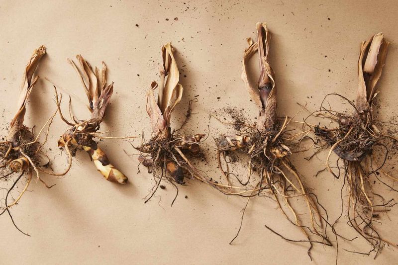 Clean and Inspect Every Rhizome