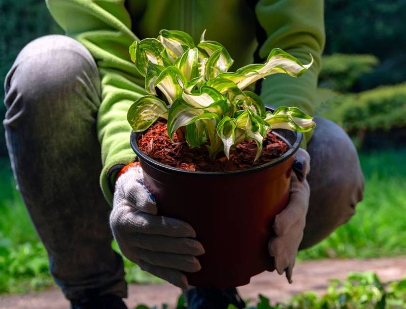 Prepare Potted Hostas for Dormancy