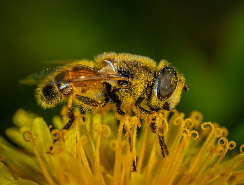 Honeybee