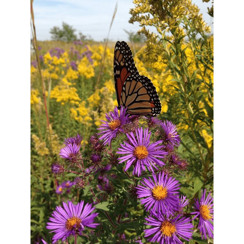 Pair it with flowers that extend nectar through the season