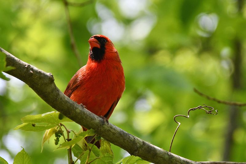 Northern Cardinals