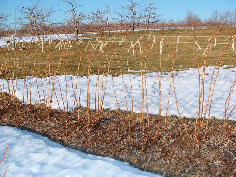 Want two crops from fall-bearing canes?