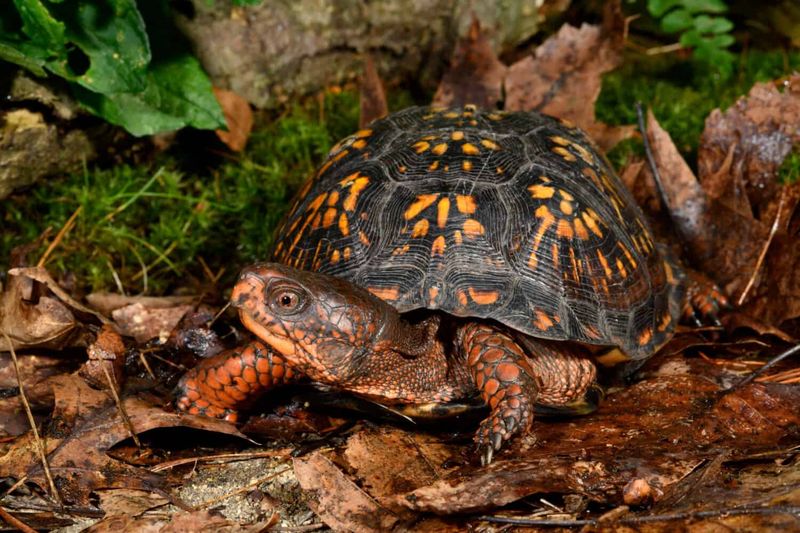 Box turtles shelter in soil and leaf litter