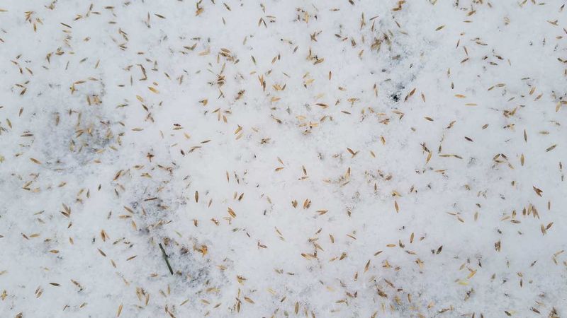 If the fall window has passed, consider dormant seeding