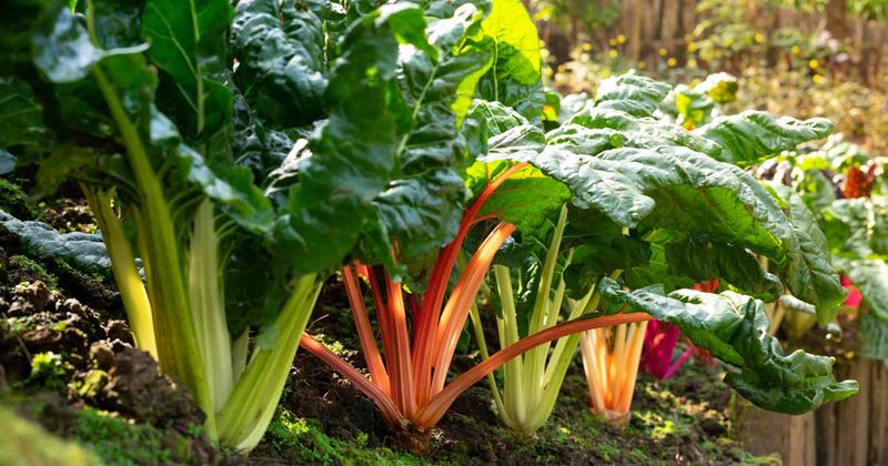 Kale and Swiss Chard