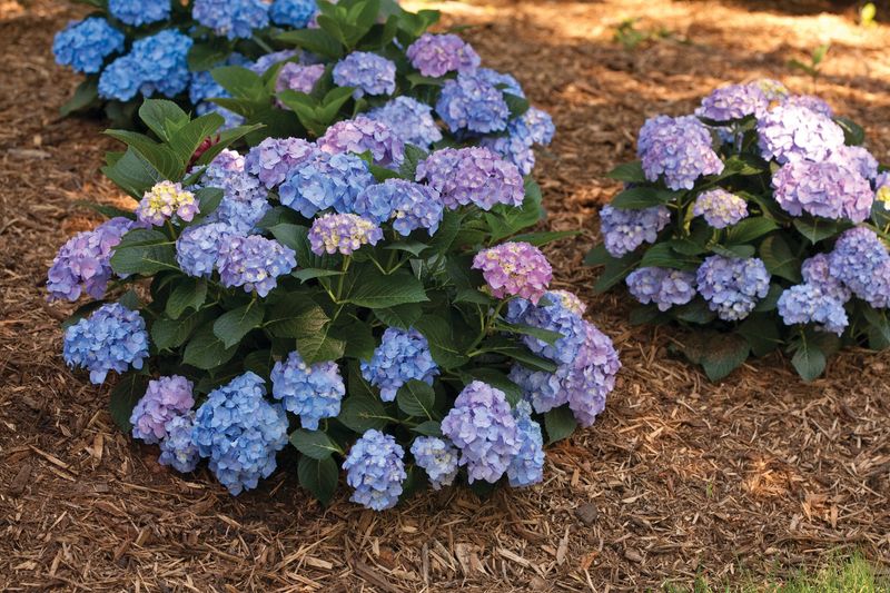 A new planting, browsing, or visible disease calls for a different check