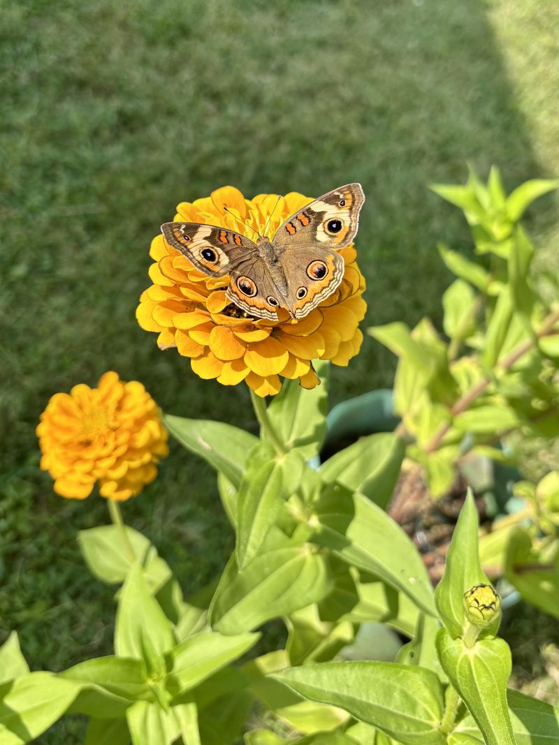 Common Buckeye