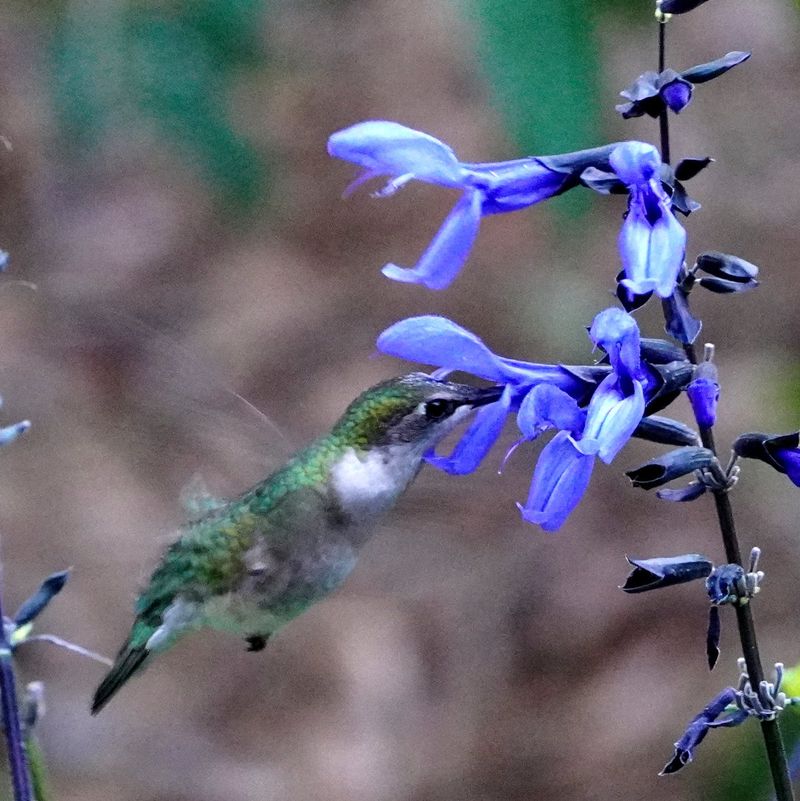 Salvia