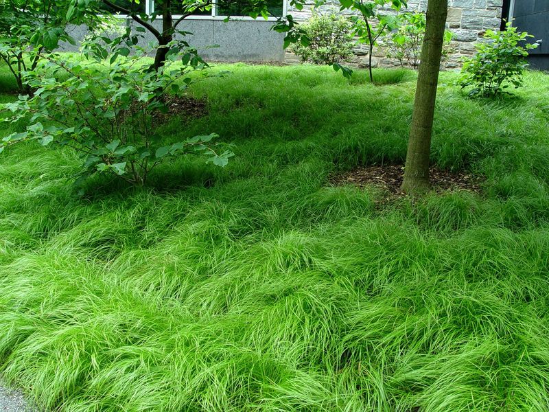 Sweet Woodland Sedge (Carex)