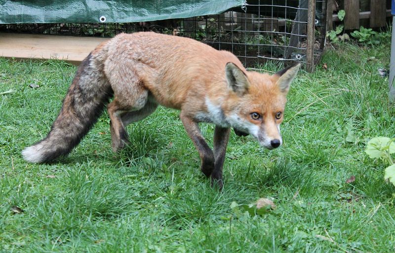 A fox usually means your yard offers a route, cover, or meal
