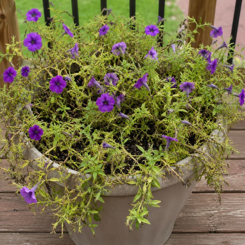 When color still stalls, check the growing conditions