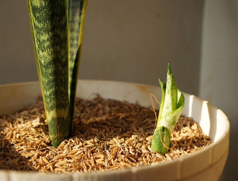 How snake plant pups grow