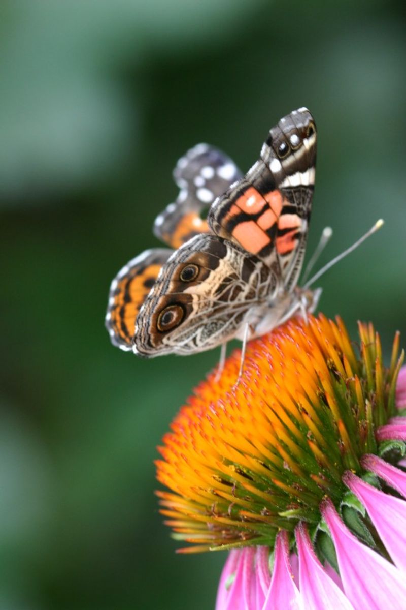 Painted Lady