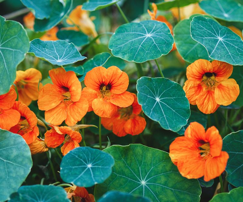 Nasturtiums