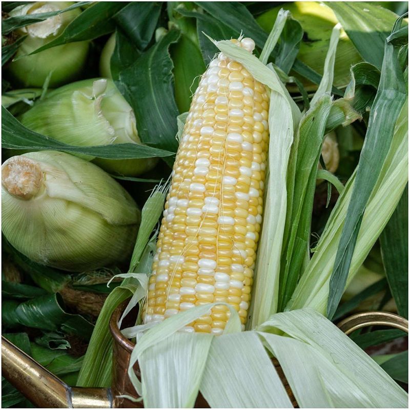 Corn