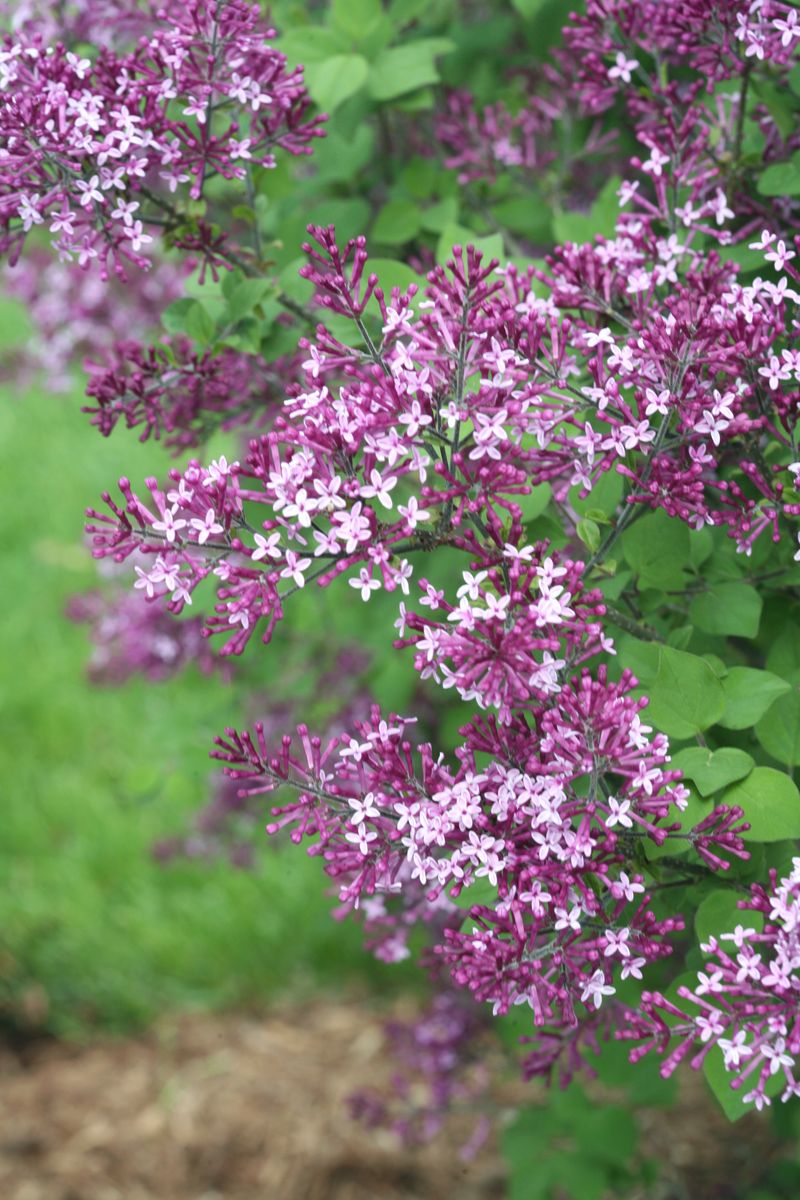 Reblooming lilacs and autumn flowers need context