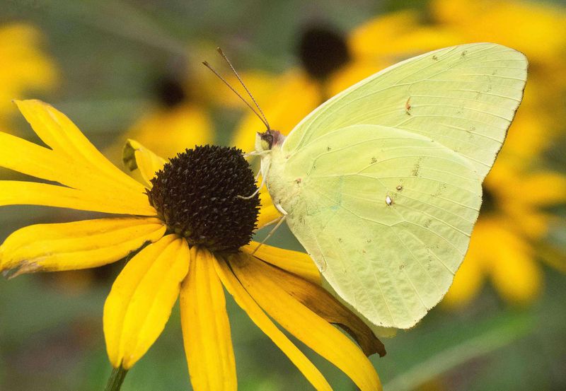 Cloudless Sulphur