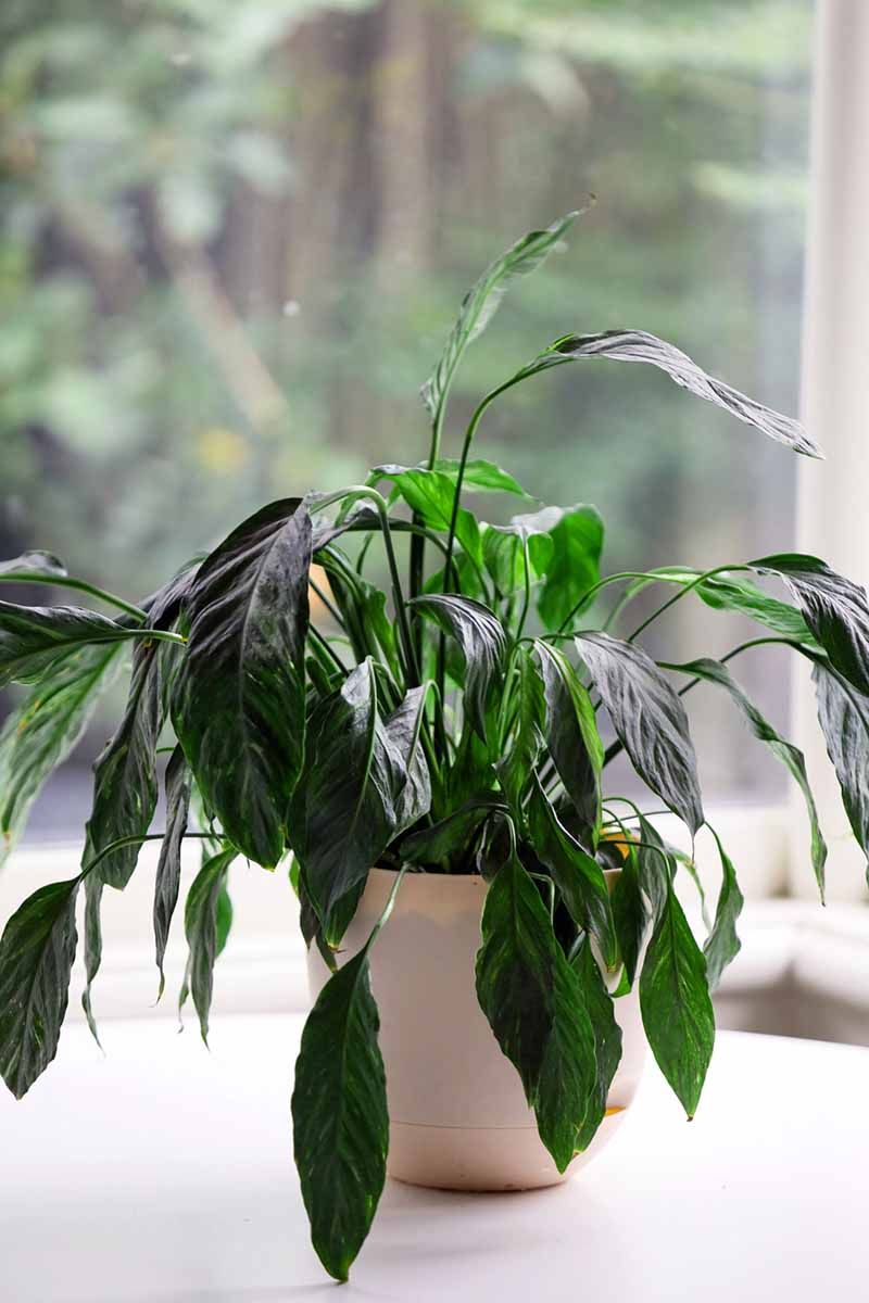 Drooping Leaves That Perk Up After Watering (Underwatering)
