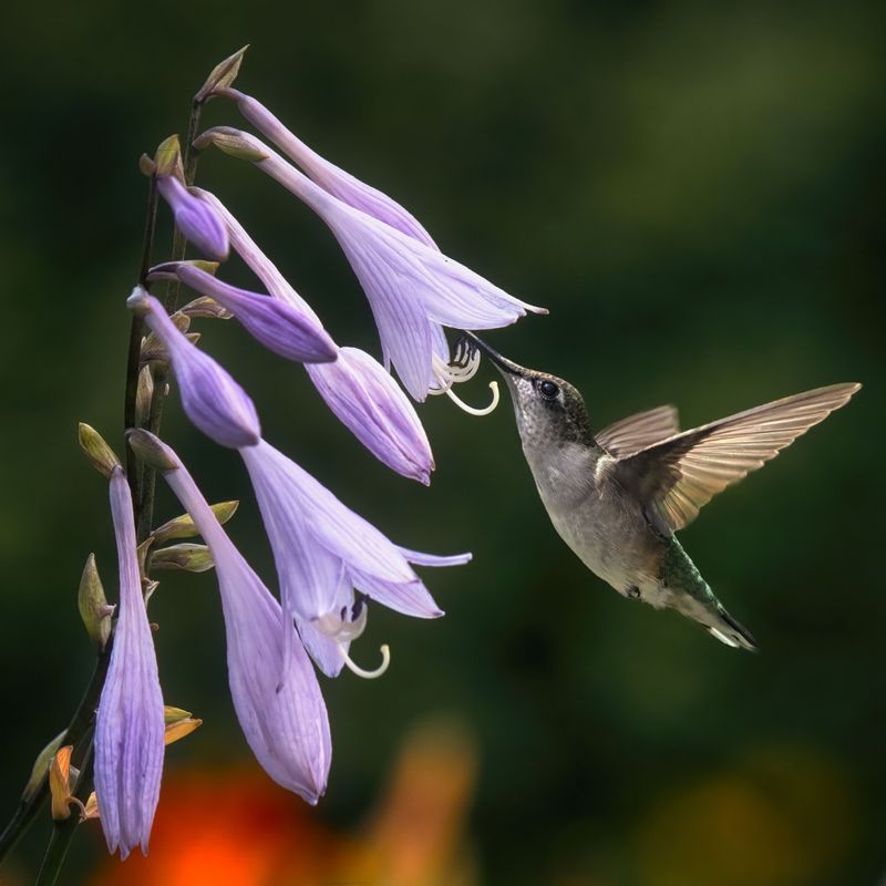 Hosta