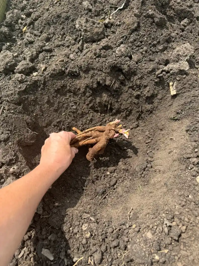 Verify and Adjust Planting Depth