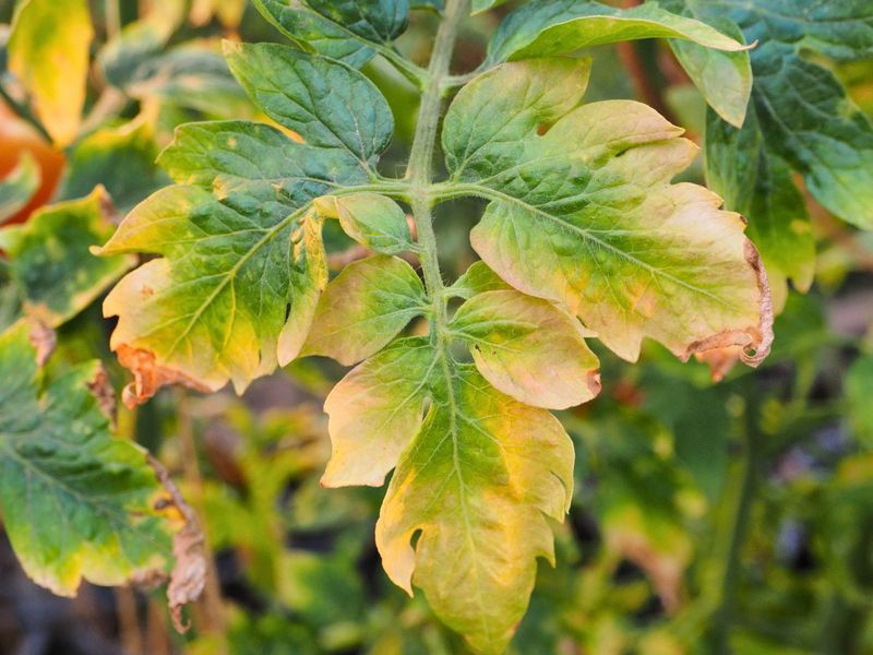 Excessive Sun and Heat Stress