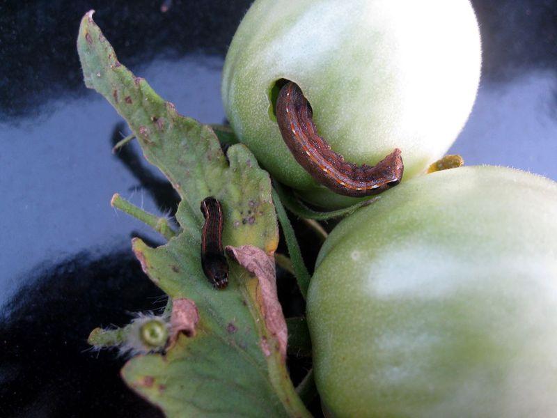 Pest or Disease Pressure