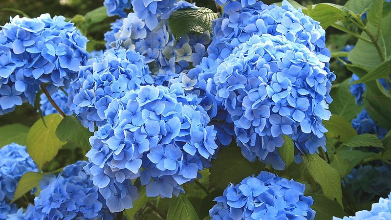 Coffee Grounds for Hydrangeas