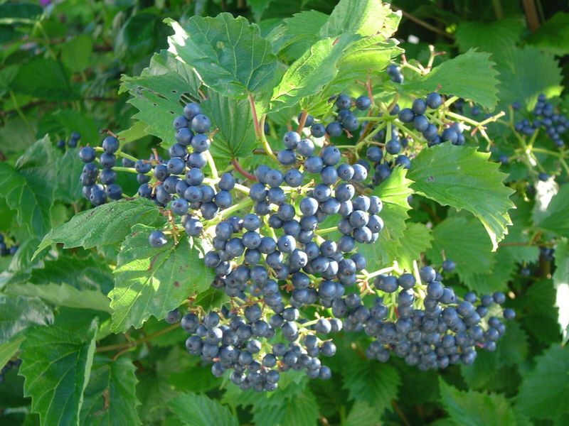 Viburnum (Arrowwood and Nannyberry)