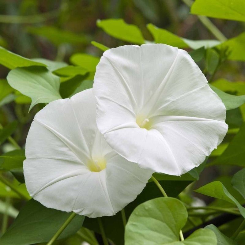 Save Seeds From the Right Moonflower