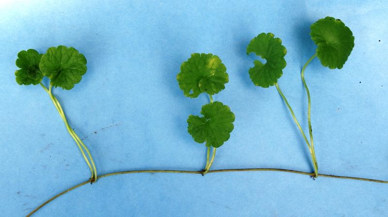 Surface runners and underground rhizomes explain regrowth
