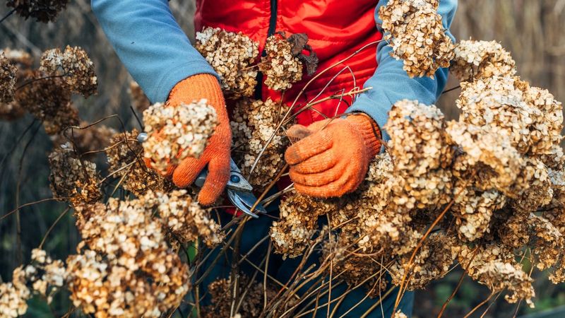 Winterize Hydrangeas for Big Spring Blooms