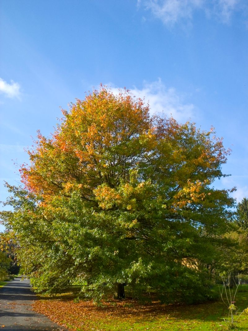 Protect the trees and leaves your yard can support