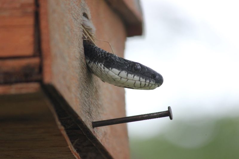 Snakes and Lizards