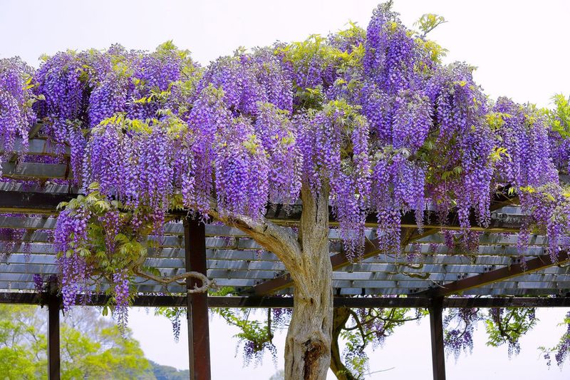 Treat pruning as one step in a longer flowering plan