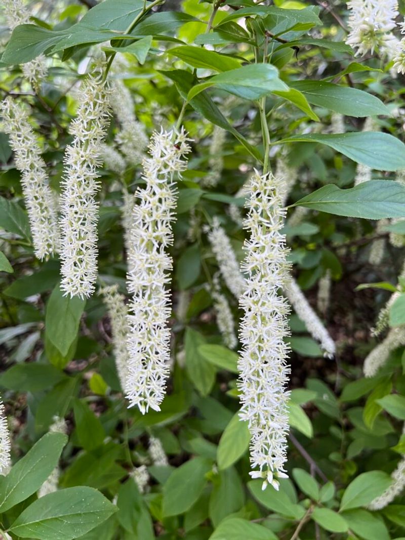 Virginia Sweetspire