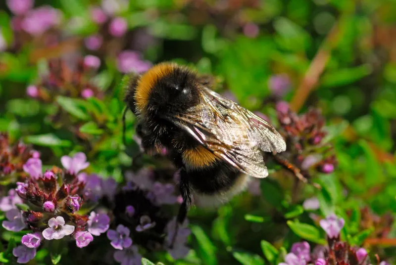 Thyme’s Possible Benefits Stay Indirect