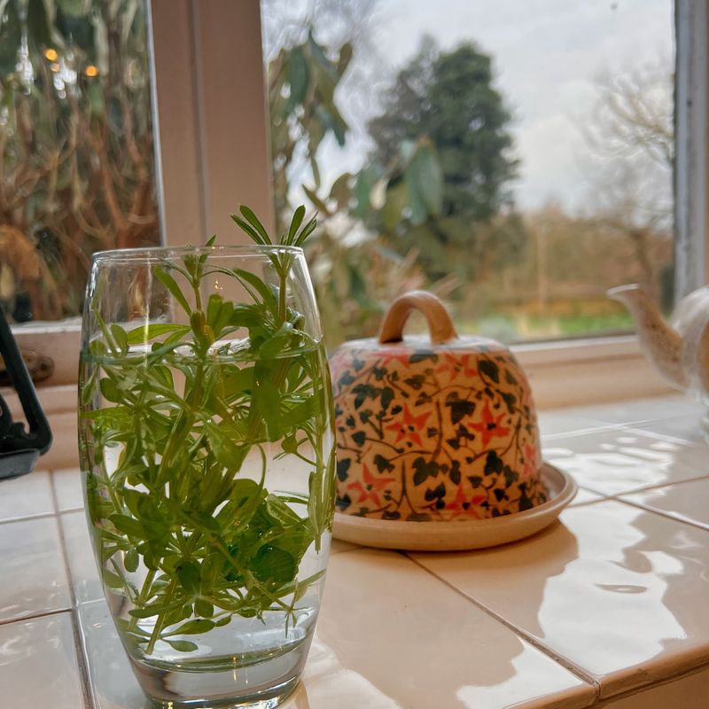 A Natural Herbal Tea for Wellness