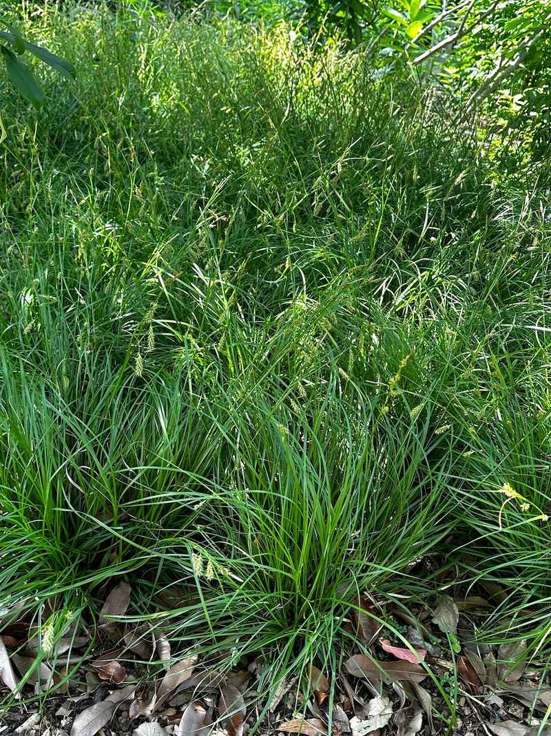 Cherokee Sedge (Carex cherokeensis)