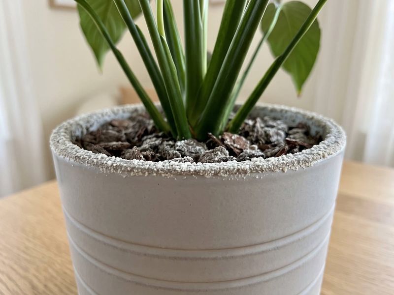 Salt buildup can burn the edges