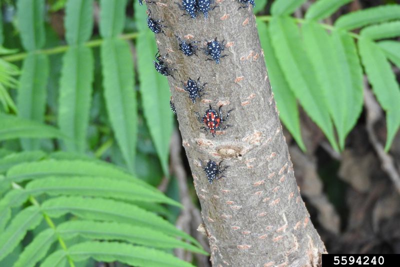 Protect the Yard Without Expecting One Tree to Solve It