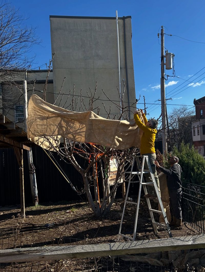 Protect In-Ground Trees in Colder Climates (Below 25°F)