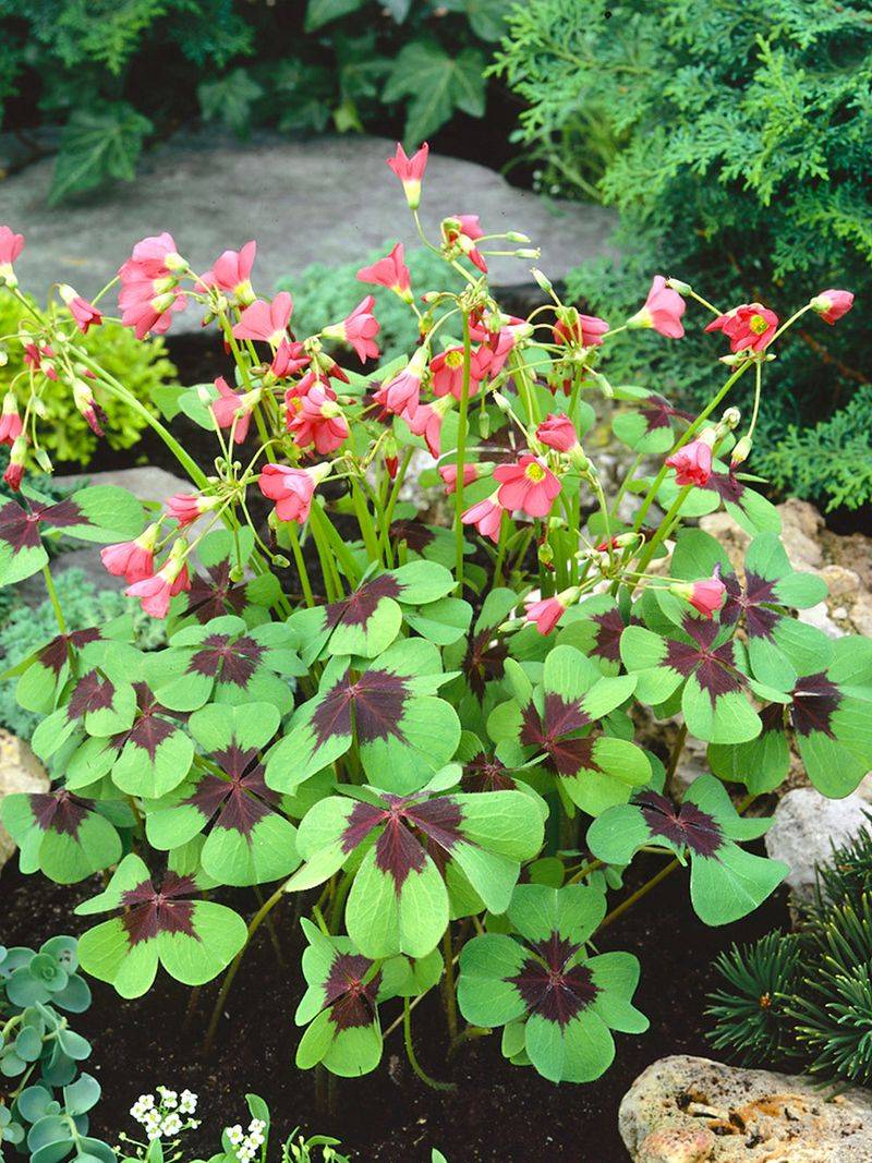 Oxalis tetraphylla 'Iron Cross' (Good Luck Plant)