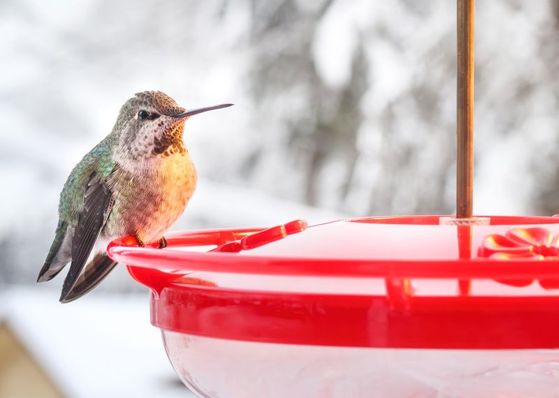 Winter Feeder Care That Keeps Visitors Safe