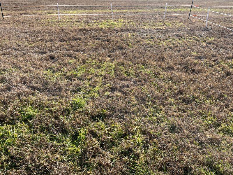 Late fall seeding raises risk, but does not guarantee failure