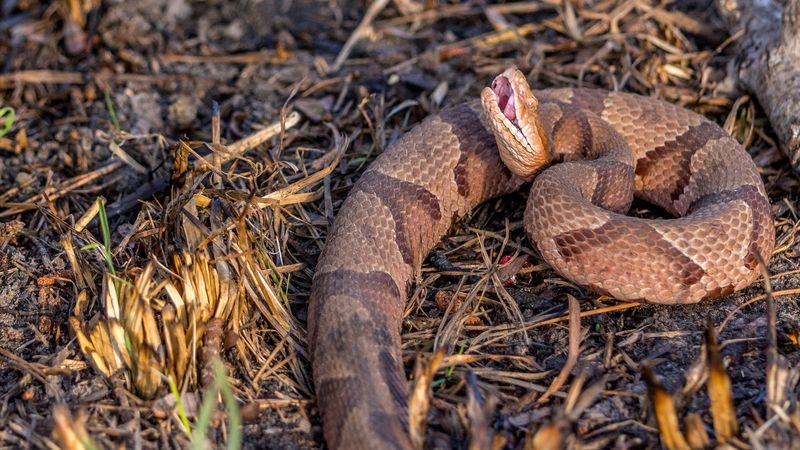 Move away from the snake and keep the bitten limb still
