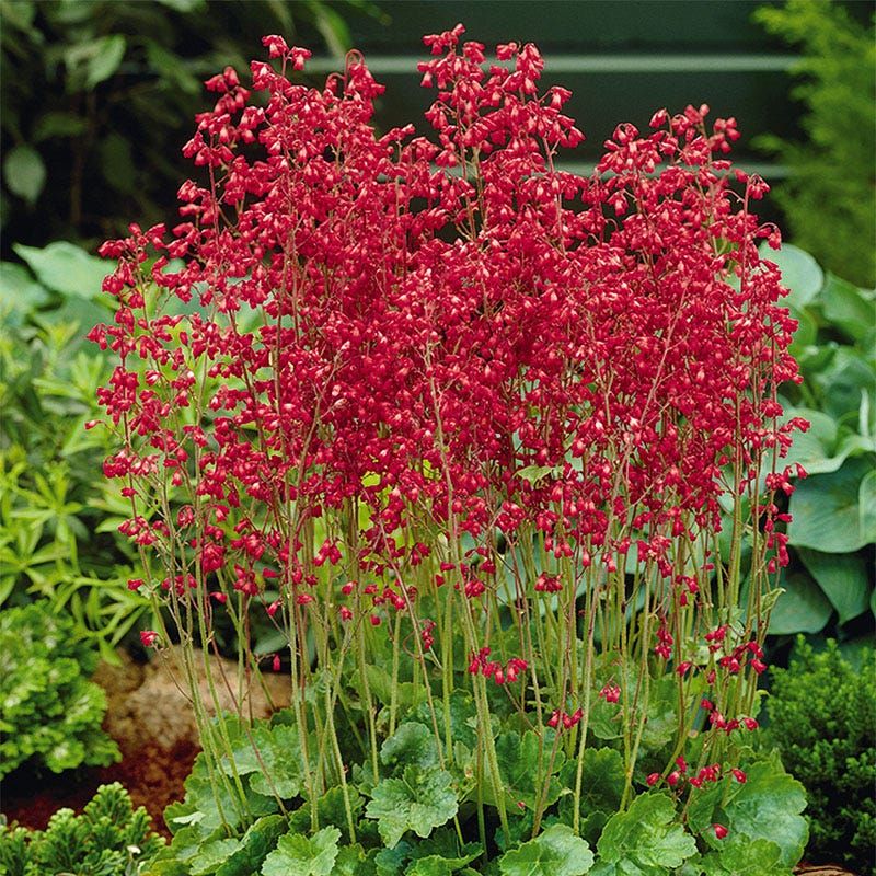 Coral Bells (Heuchera)